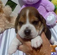 beagle puppy posted by Grannys Treasures